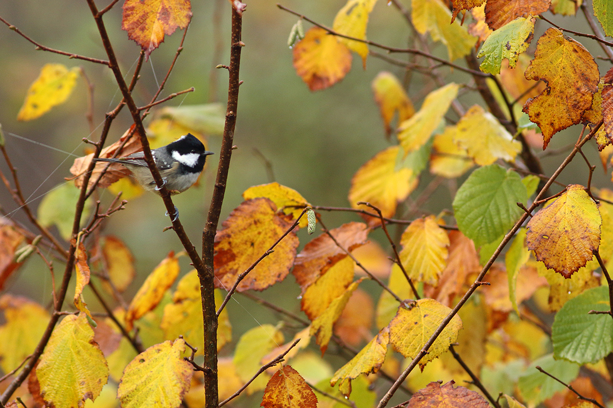 mesange automne