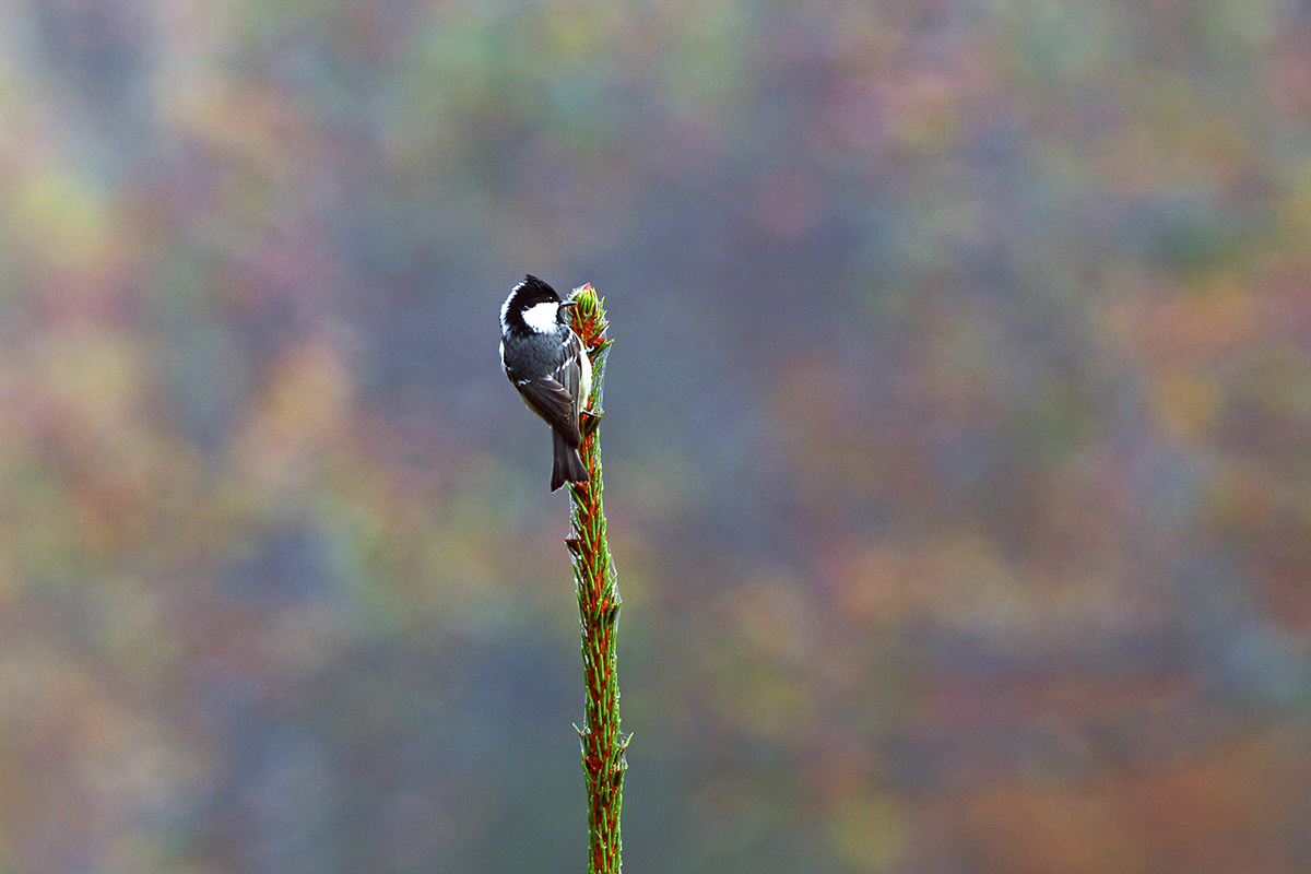 mesange automne