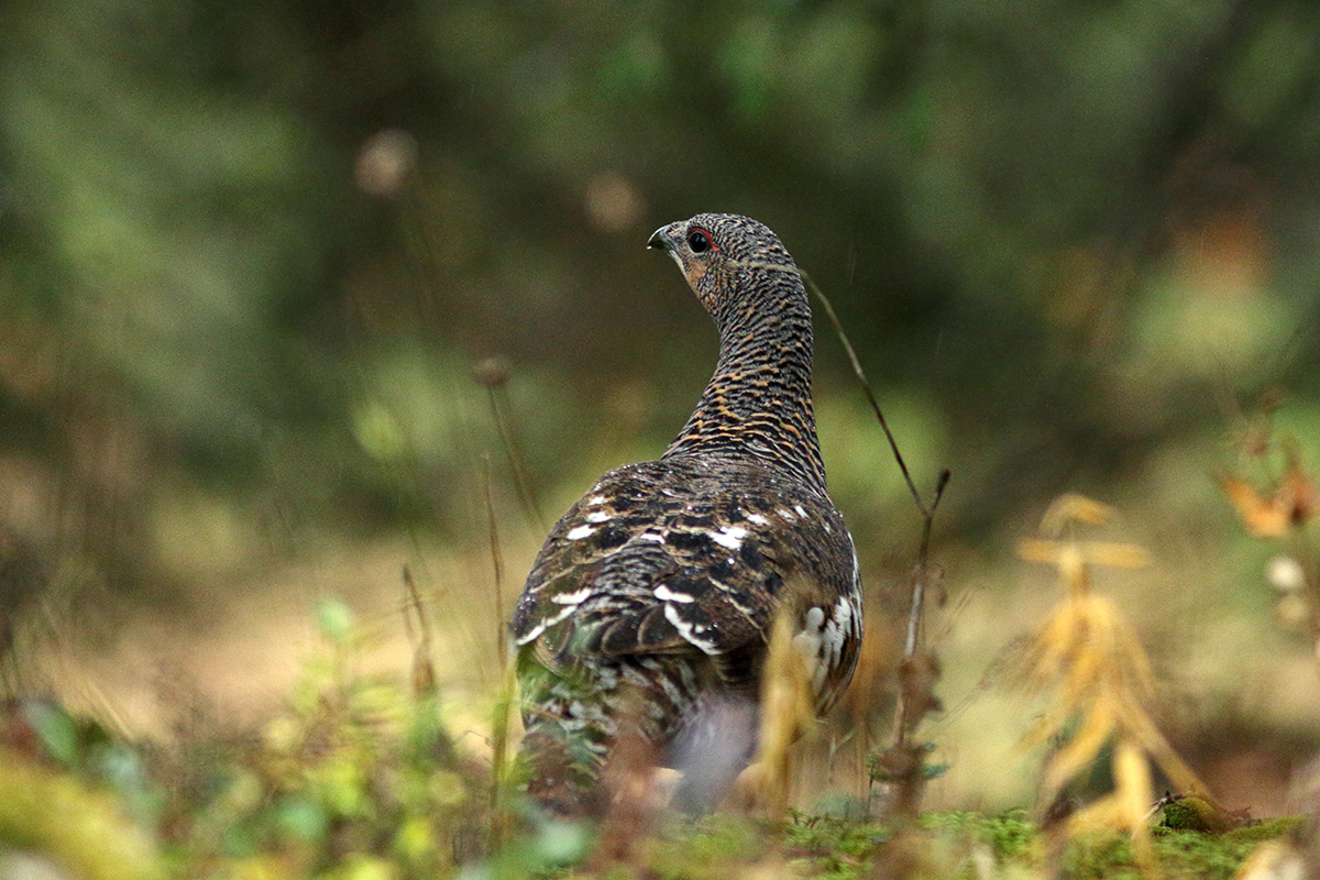 poule grand tétras automne jura