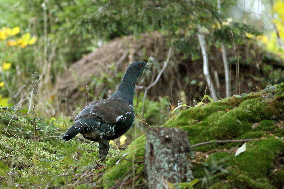 coq grand tétras automne jura