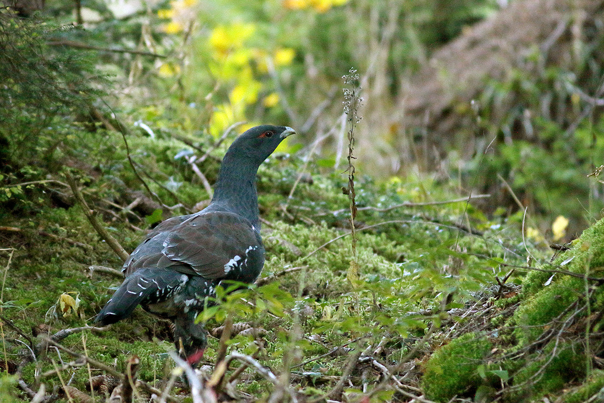 coq grand tétras automne jura