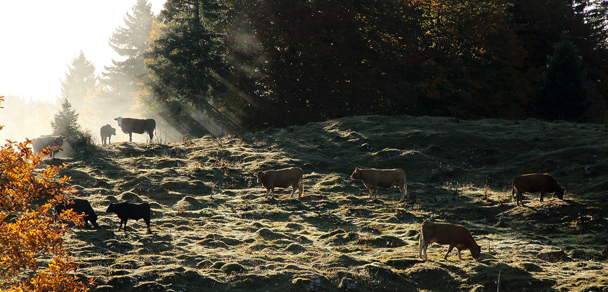 vaches forêt du massacre