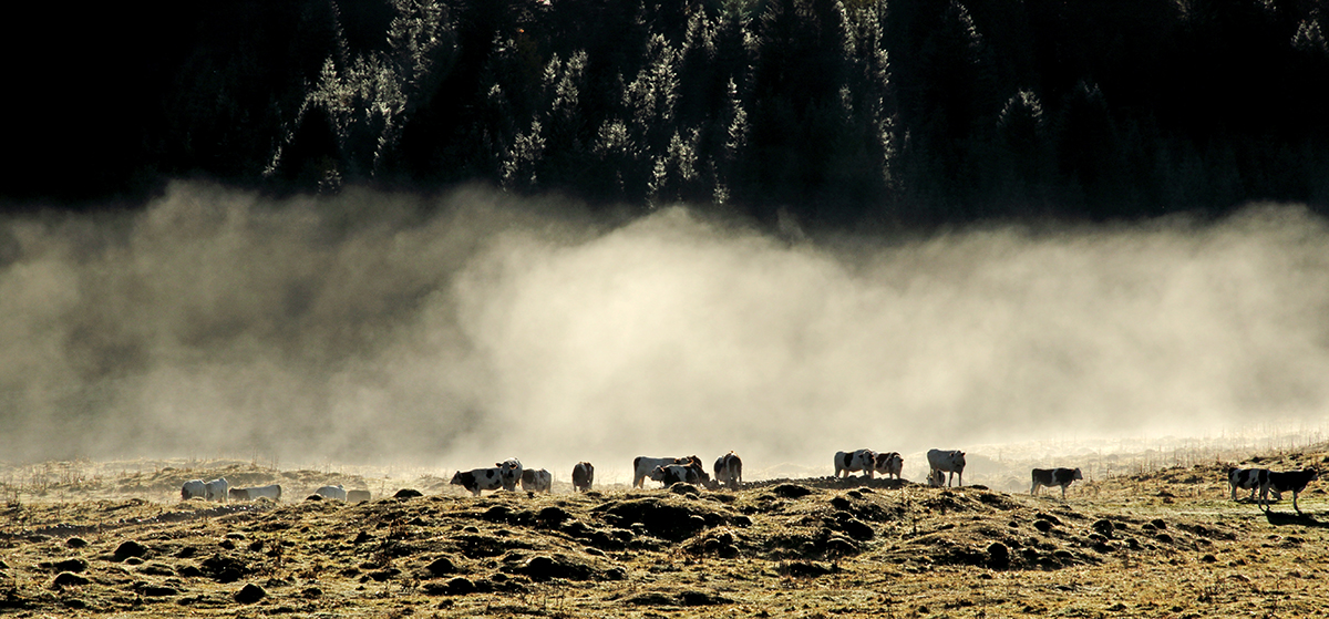 vaches forêt du massacre