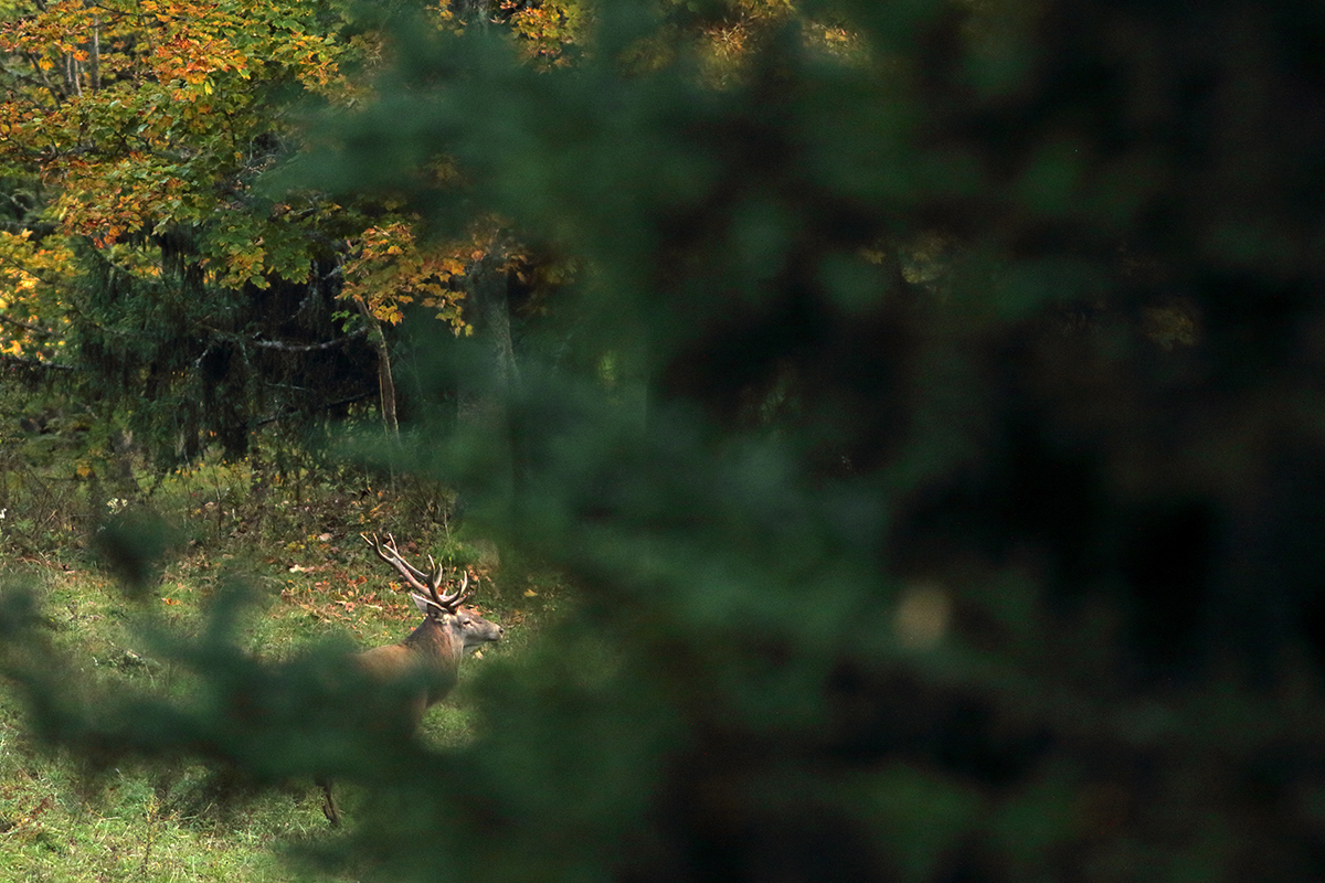 cerfs automne jura brame