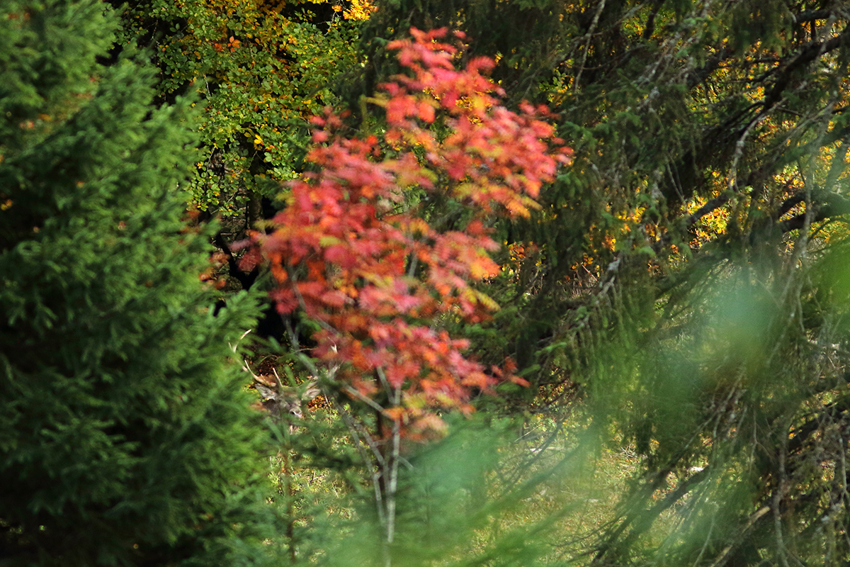 cerfs automne jura brame