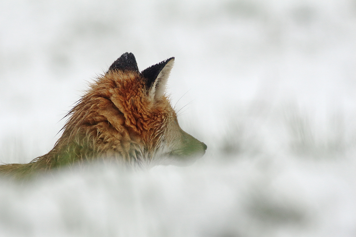 renard printemps hautes-combes