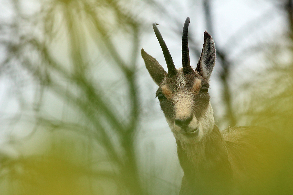 chamois jura