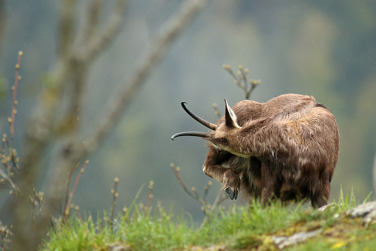 chamois jura