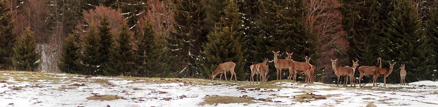 panoramique biches foret du massacre