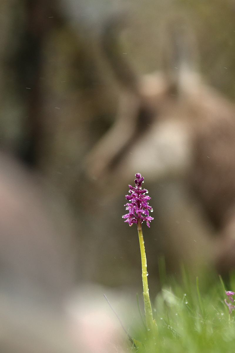 chamois jura