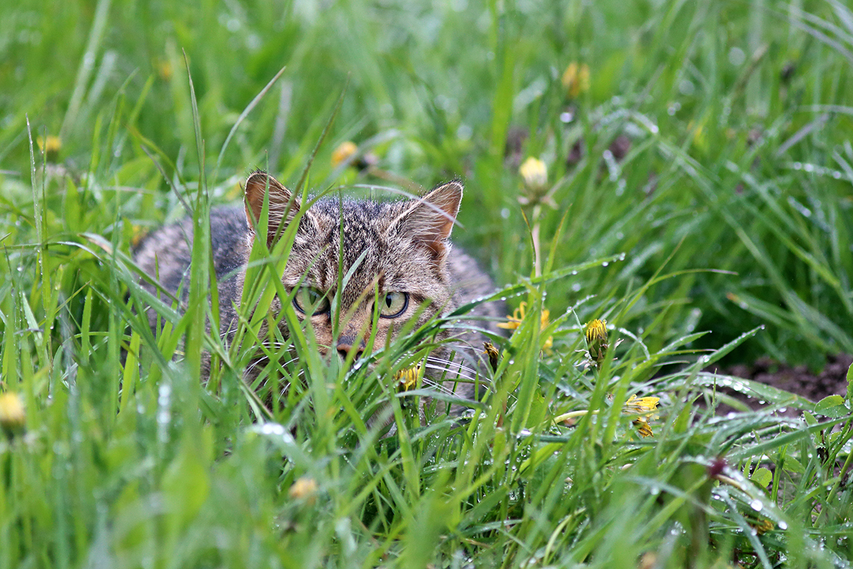 chat sauvage chat forestier jura