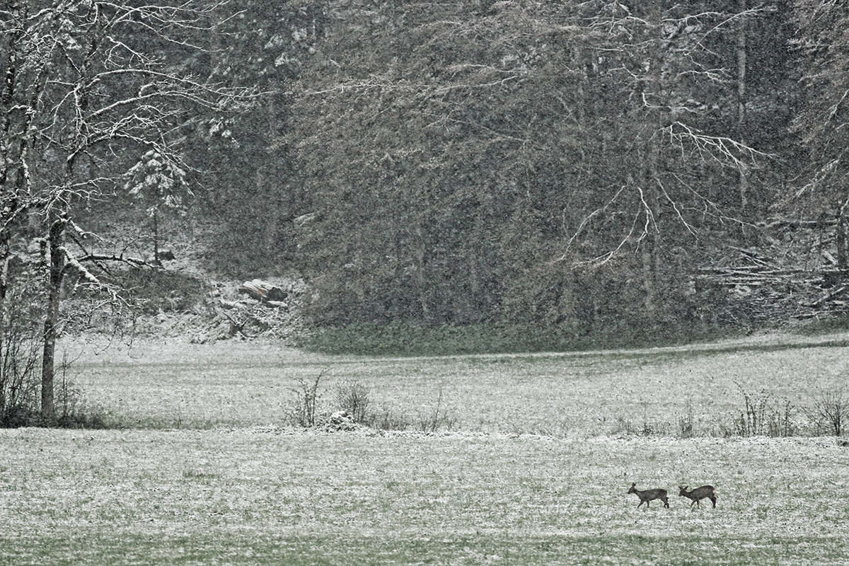 chevreuils chutes de neige