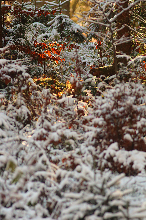 sous-bois en hiver, julien arbez