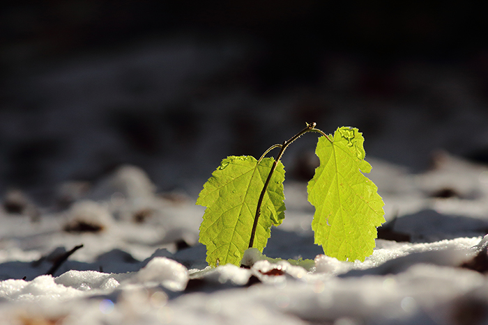 plante hiver julien arbez