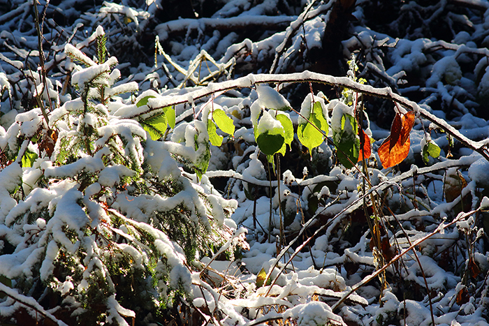 sous-bois en hiver, julien arbez