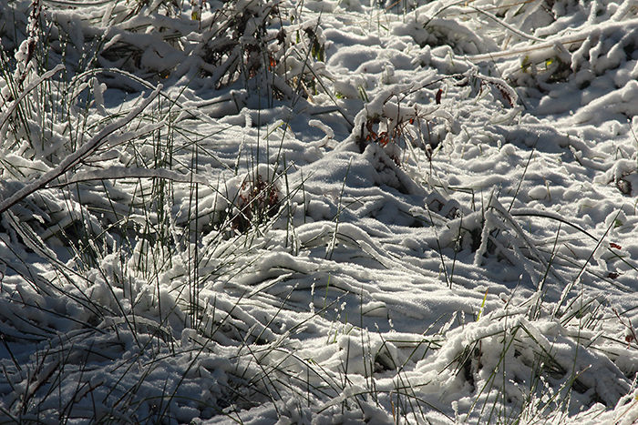 sous-bois en hiver, julien arbez