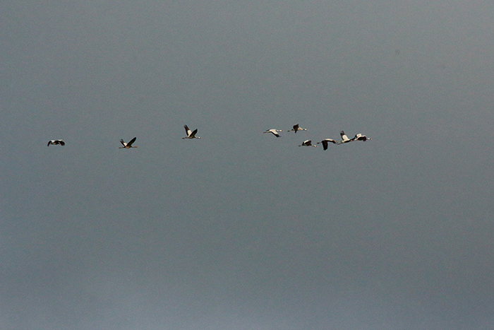 migration grues cendrées en vallée de joux, julien arbez