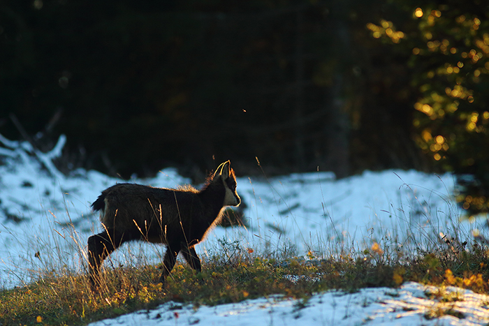 chamois vallée de joux, julien arbez