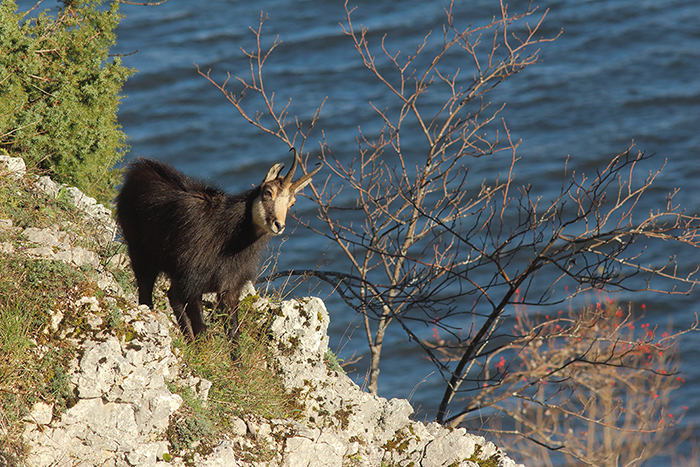 chamois vallée de joux, julien arbez