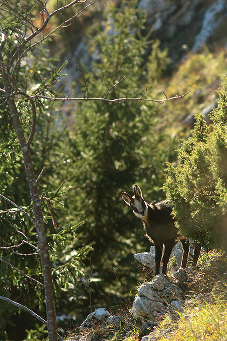 chamois vallée de joux, julien arbez