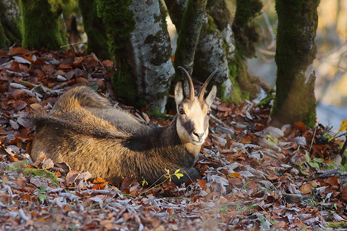 chamois vallée de joux, julien arbez