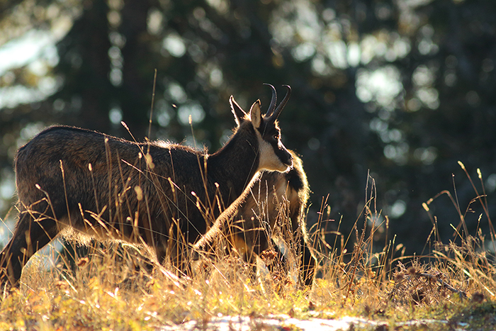 chamois vallée de joux, julien arbez