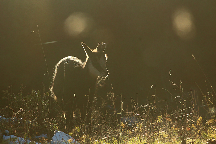 chamois vallée de joux, julien arbez