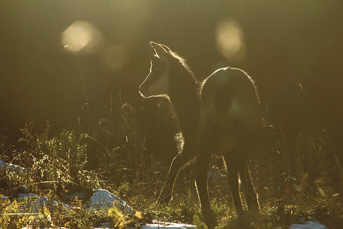 chamois vallée de joux, julien arbez