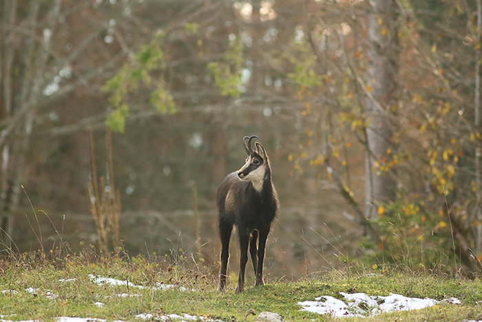 chamois vallée de joux, julien arbez