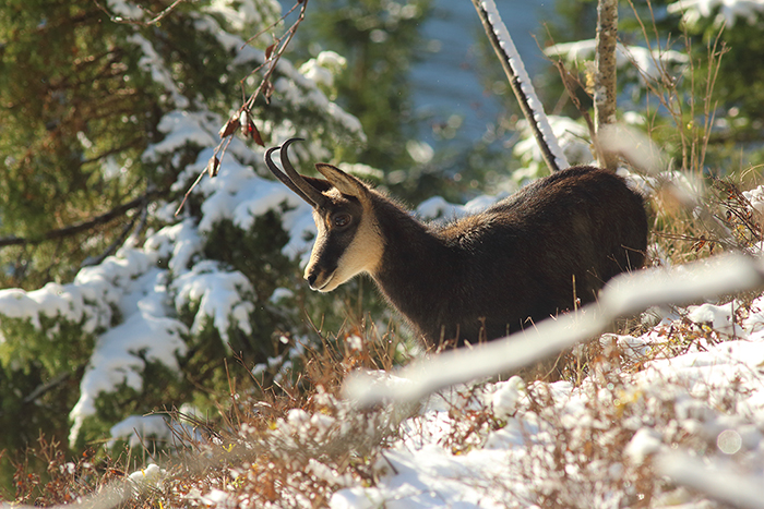 chamois vallée de joux, julien arbez