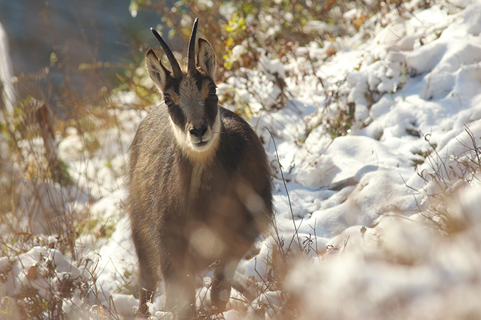 chamois vallée de joux, julien arbez