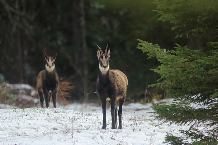 chamois vallée de joux, julien arbez