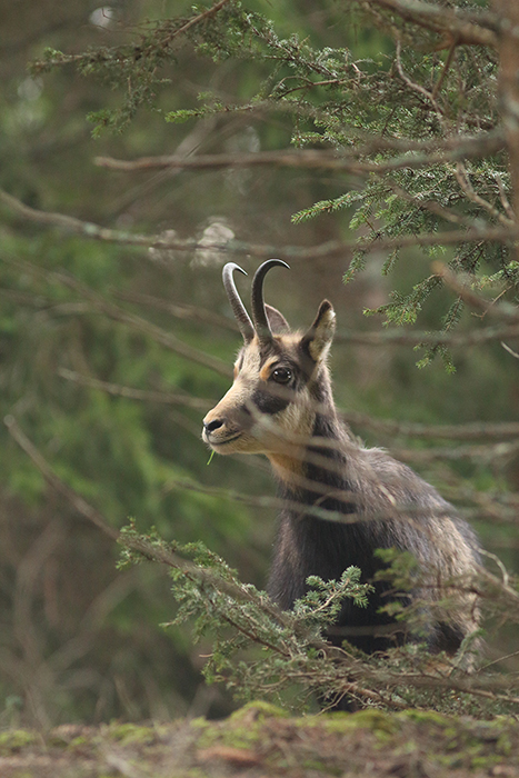 chamois vallée de joux, julien arbez