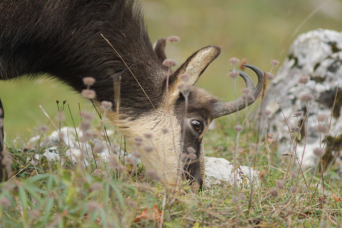 chamois vallée de joux, julien arbez