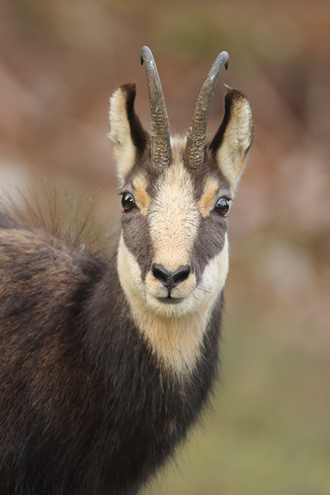 chamois vallée de joux, julien arbez