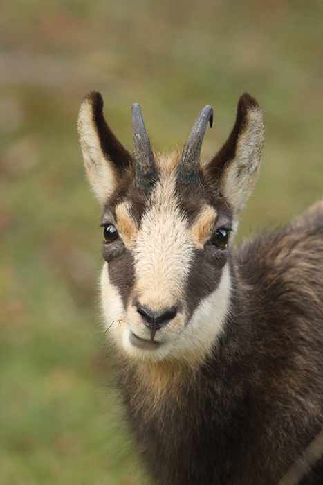 chamois vallée de joux, julien arbez