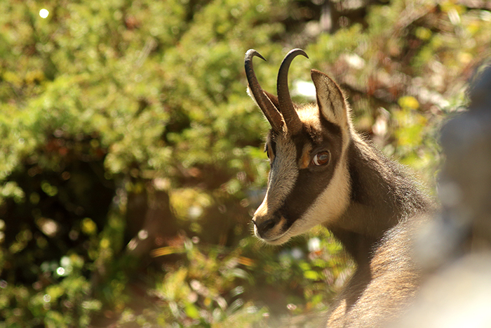 chamois vallée de joux, julien arbez