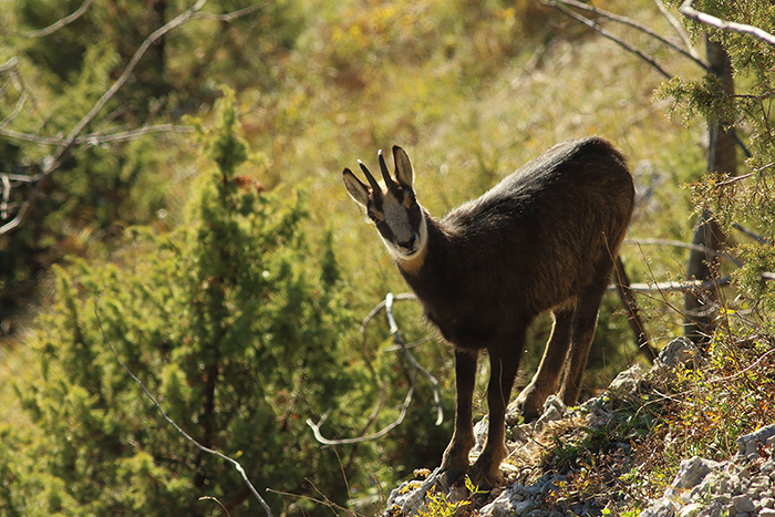 chamois vallée de joux, julien arbez