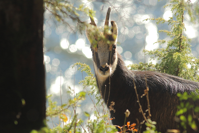 chamois vallée de joux, julien arbez