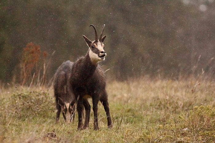 chamois neige vallée de joux, julien arbez