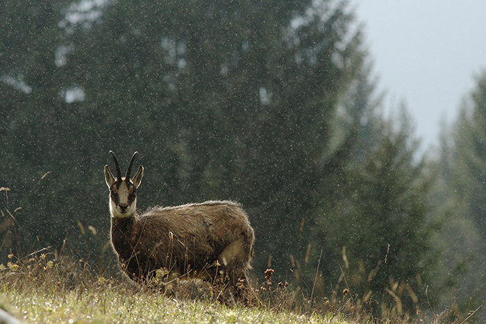 chamois neige vallée de joux, julien arbez