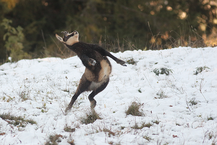 jeu chamois vallée de joux, julien arbez