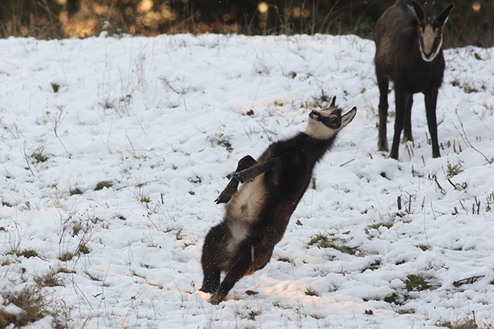 jeu chamois vallée de joux, julien arbez