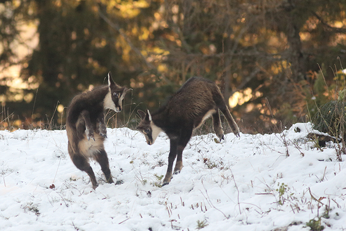 jeu chamois vallée de joux, julien arbez