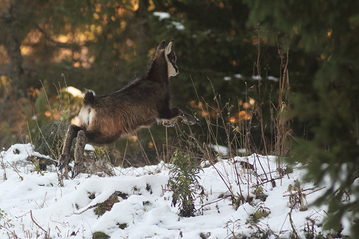 jeu chamois vallée de joux, julien arbez