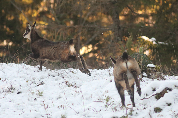 jeu chamois vallée de joux, julien arbez