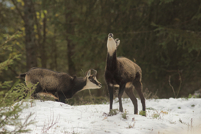 chamois rut vallée de joux, julien arbez