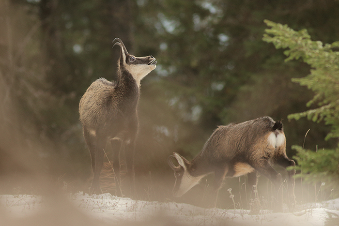 chamois rut vallée de joux, julien arbez