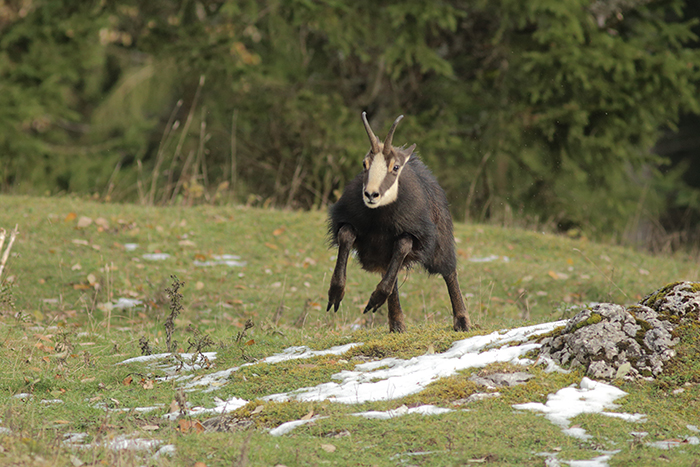 chamois rut vallée de joux, julien arbez