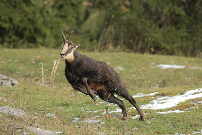 chamois rut vallée de joux, julien arbez